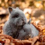 5. A nyuszi fajták, méretek és ápolás 1. rész