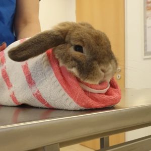 DTR bunny - A nyuszik ápolása - Nyulak ivartalanítása