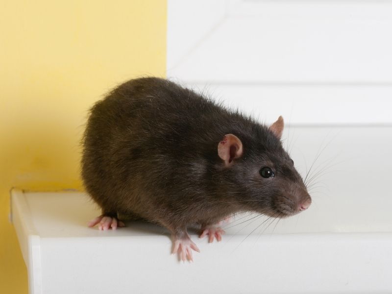 Patkány fajták - black rat
