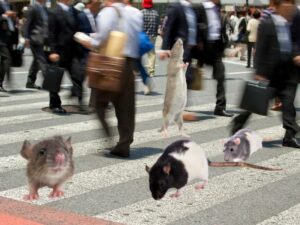 Séta egy patkánnyal - A patkány sétáltatása