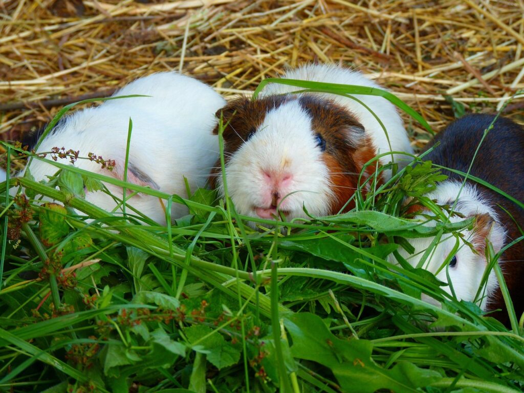 Kép erről guinea pig house 8330 1280