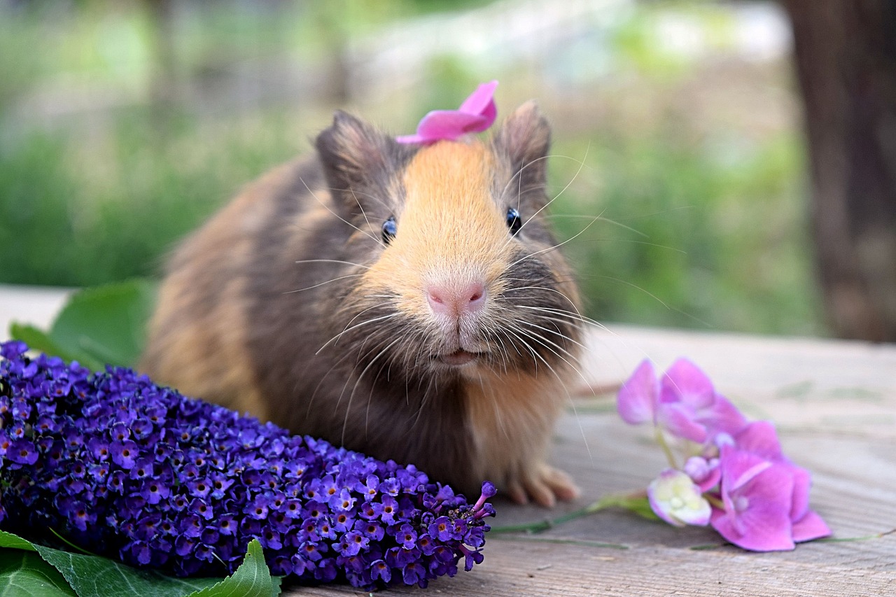 tengerimalac