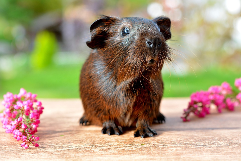 Kép erről guinea pig 498149 960 720 2