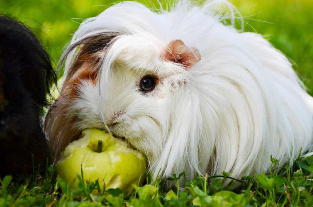 Kép erről guinea pig 874513 1280