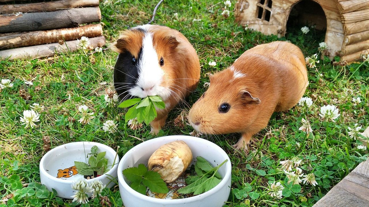 tengerimalac