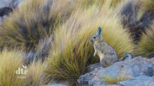 Chinchilla és a hőség