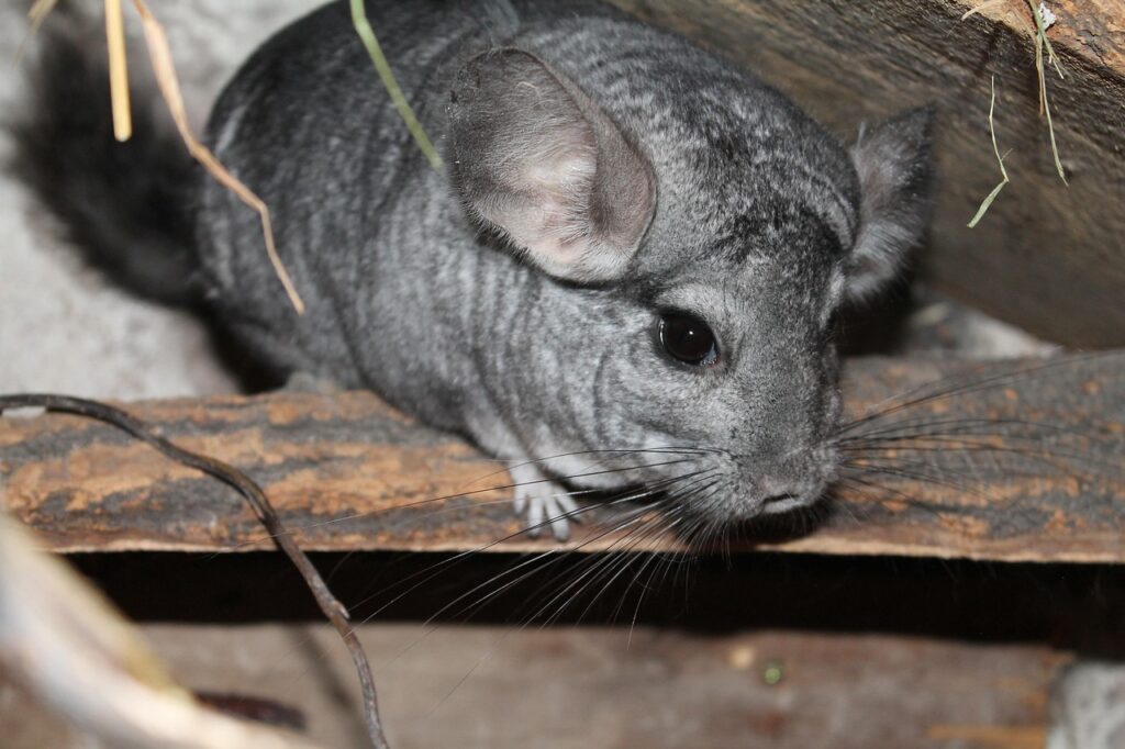 Kép erről chinchilla 4830472 1280