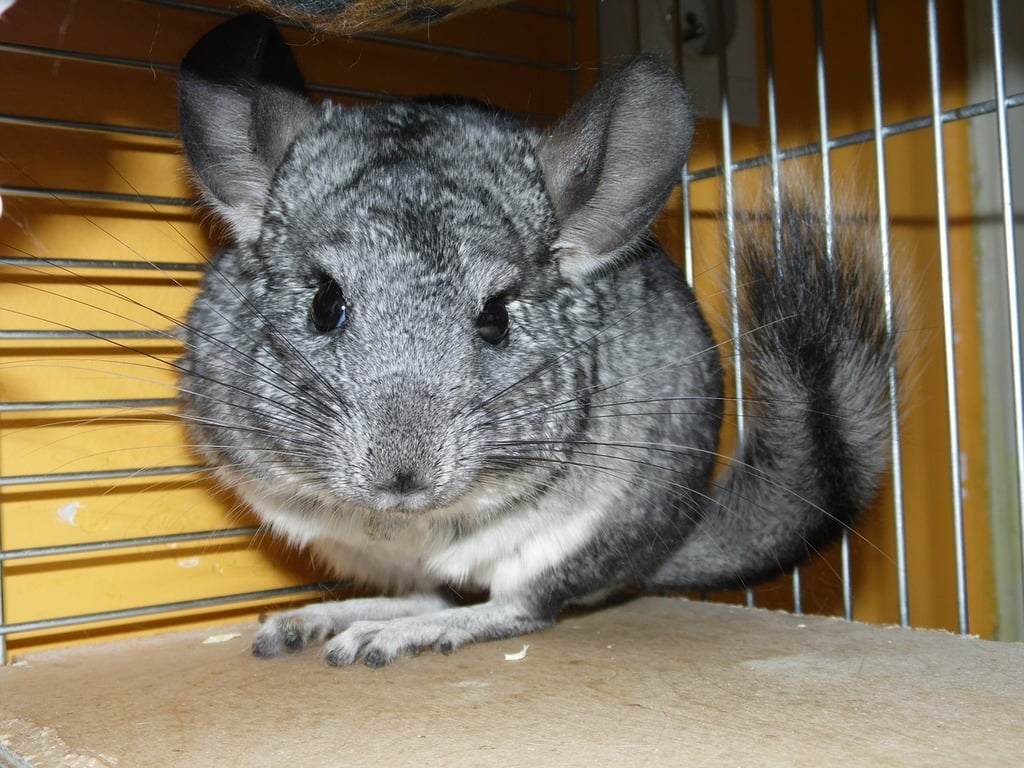 hőség és csincsilla