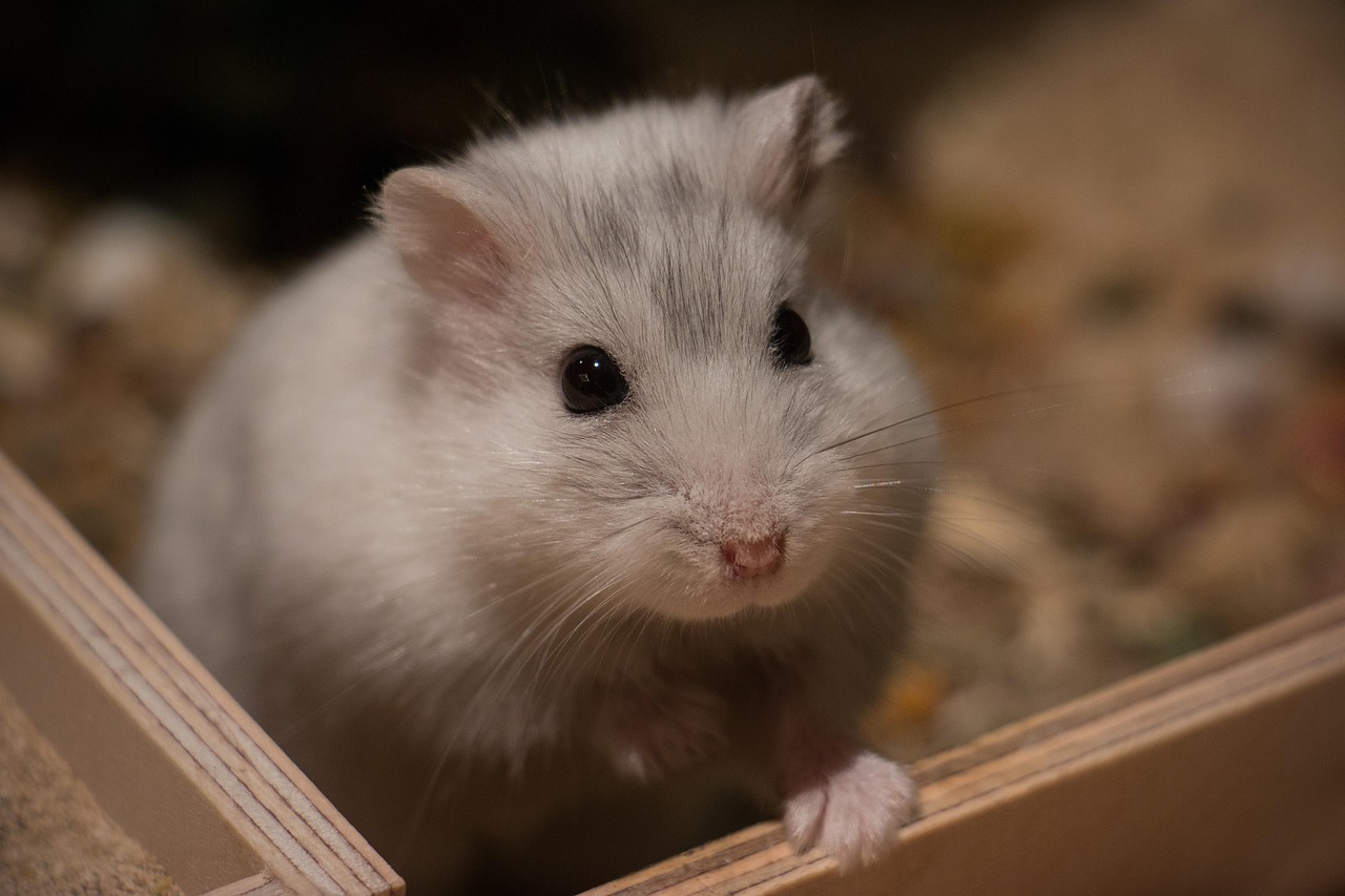 A meleg hatása a kisállatokra