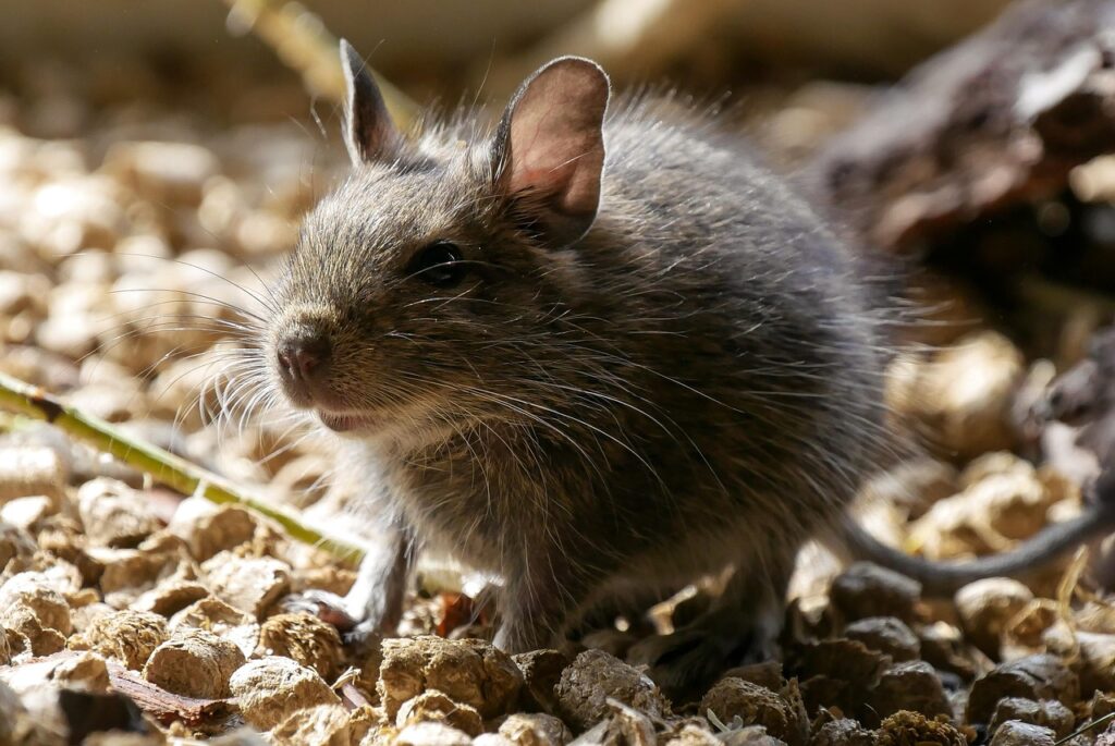 Kép erről degu 3303715 1280