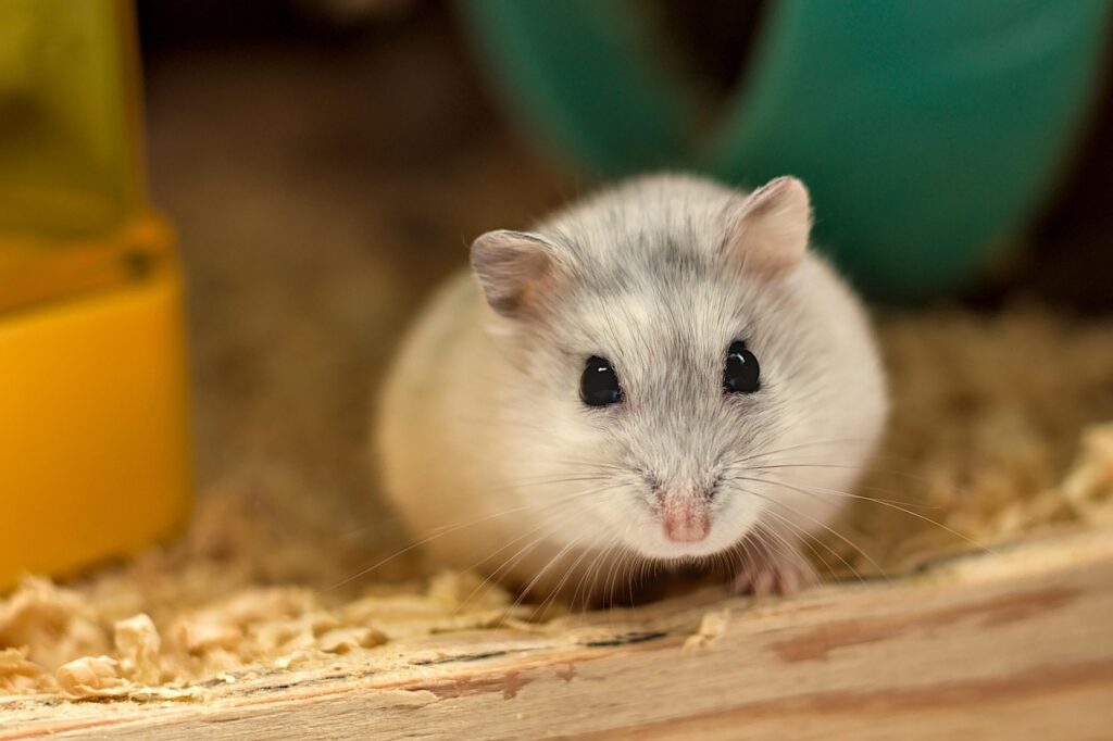 Kép erről hamster 5203446 1280