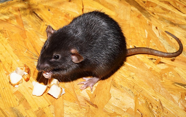 Kép erről rat 2804058 640