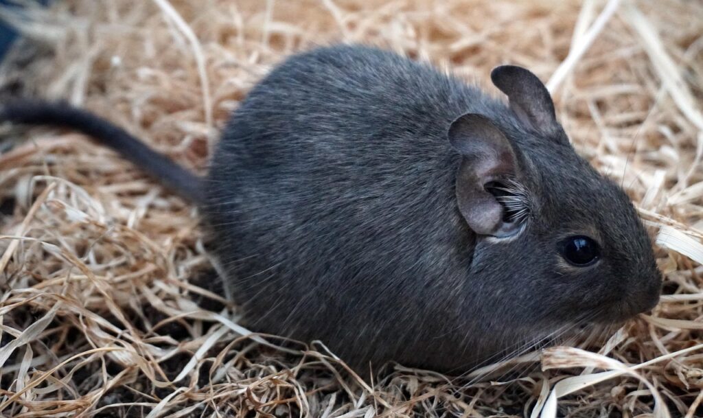 Kép erről degu es hoseg2
