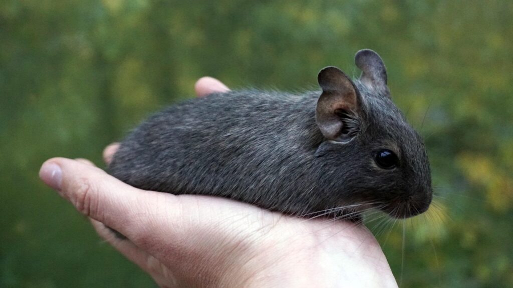 Kép erről degu es hoseg3
