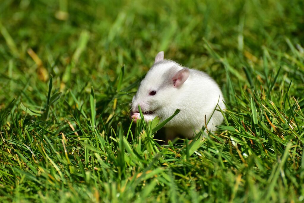 Kép erről rats small rat 1388829 1280