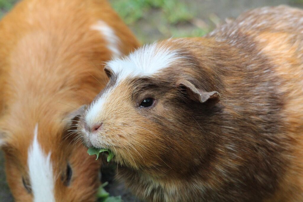 Kép erről alomtengerimalac2