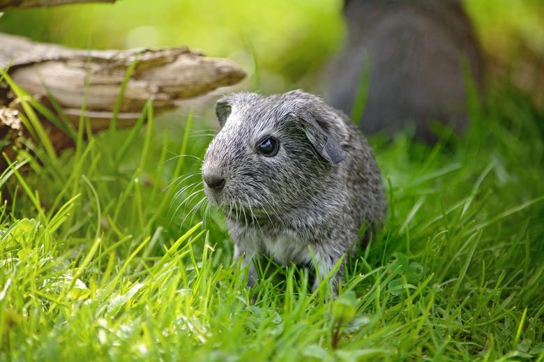 Kép erről alomtengerimalac3