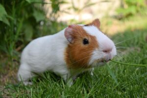 tengerimalac