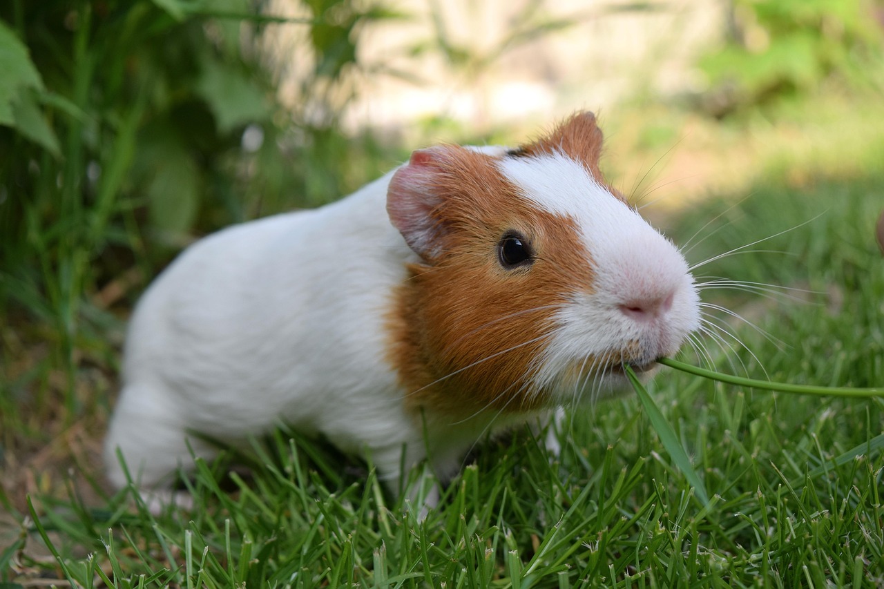 tengerimalac
