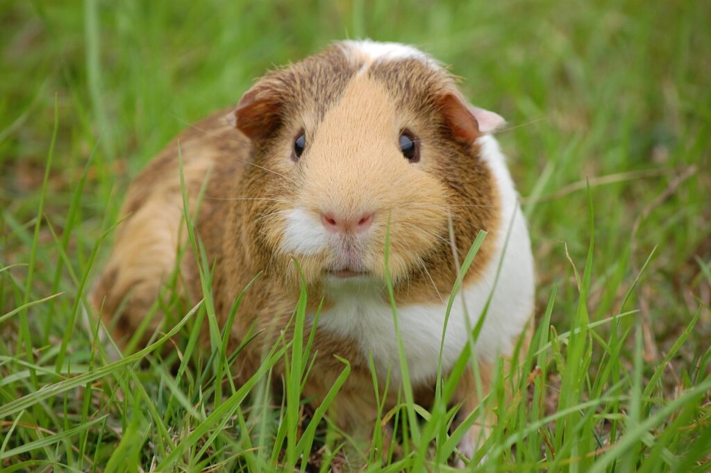tengerimalac
