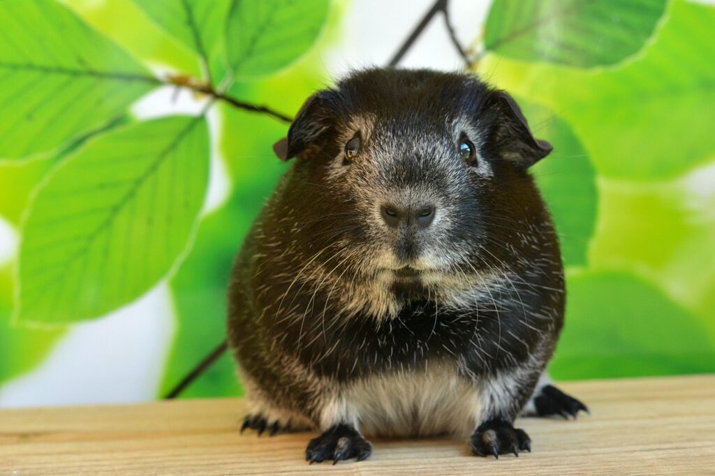 Kép erről tengerimalaclista2